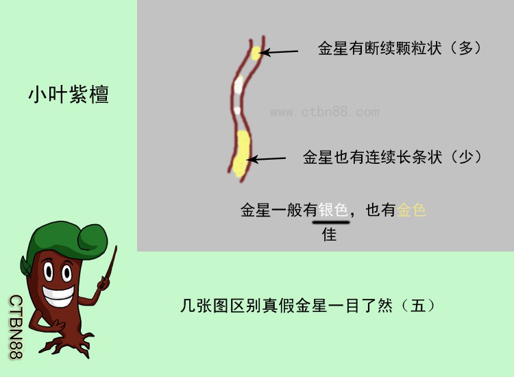 小叶紫檀  几张图区别真假金星一目了然（五）.jpg