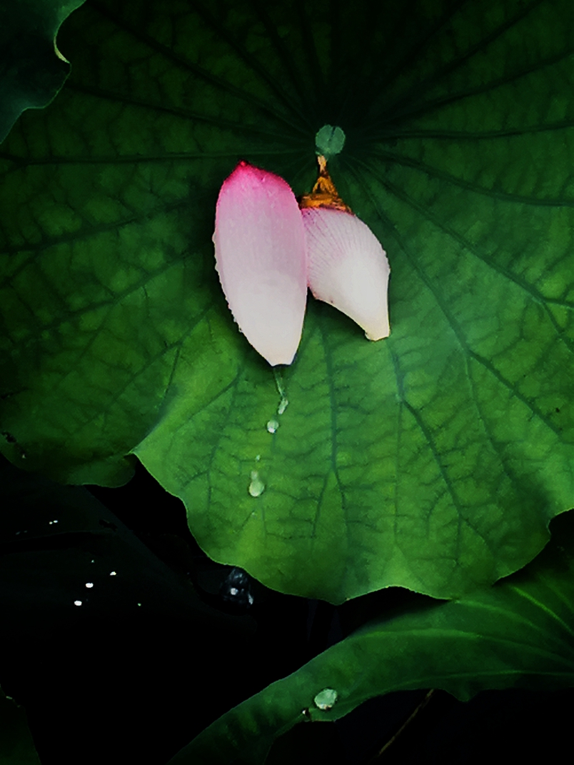 《雨荷》2祝伟18660758877 2017.8泗水_副本.jpg