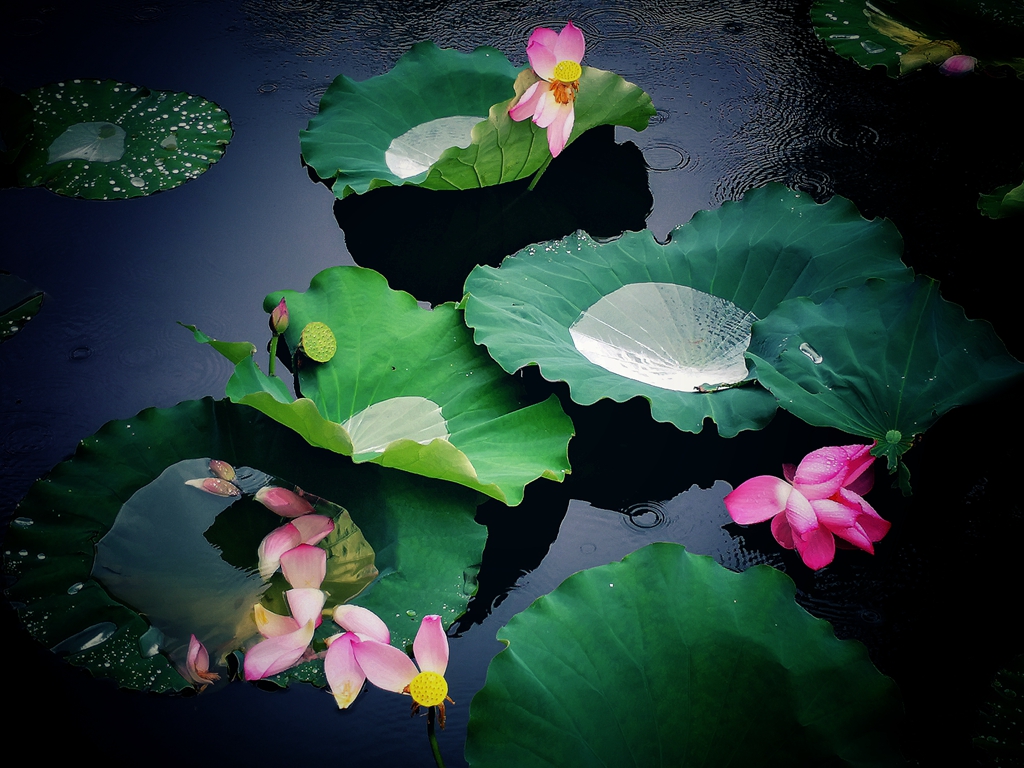 《夏雨荷》