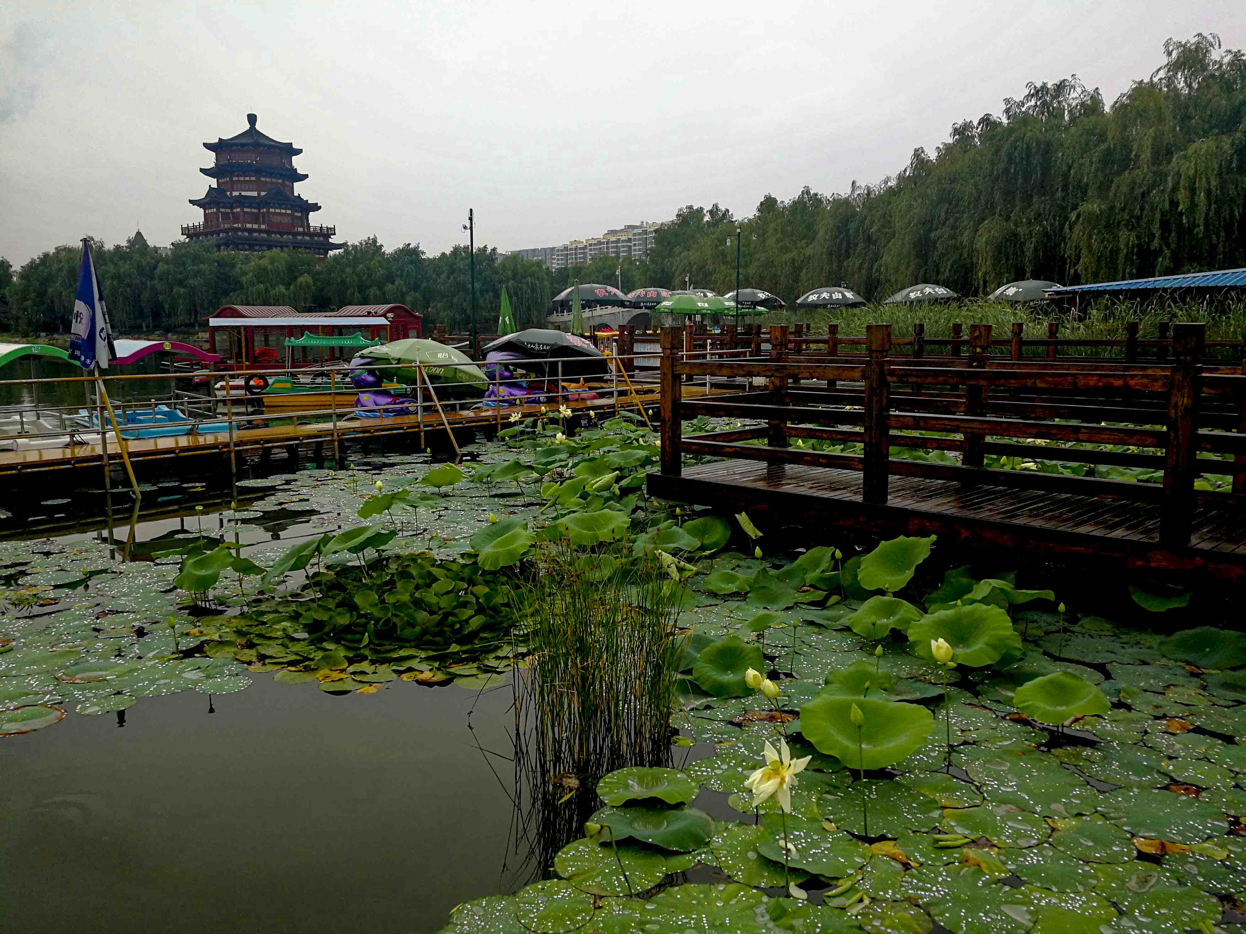 荷塘新雨后.jpg