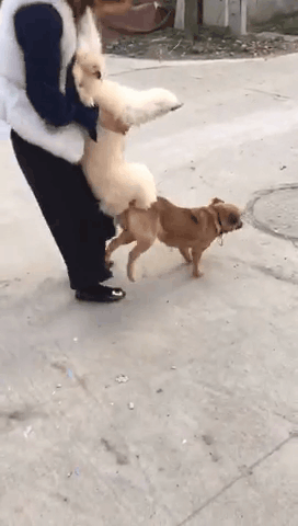 2018121319661544655142895898.gif
