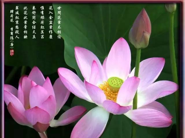 奥德赛游戏 迎接着盛夏阳光 人民摄影报德赛摄影沙龙（第七辑）-5.jpeg