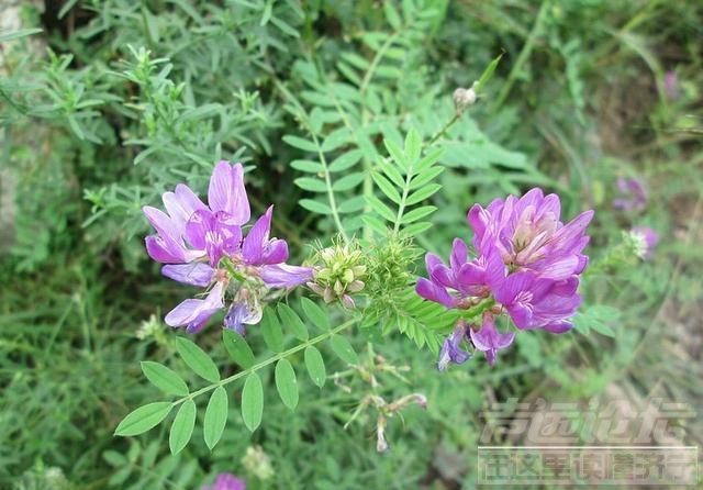 邢台马岭关 自驾游记：带孩子游邢台马岭关明代古长城，古驿道和山脊上的烽火台-31.jpeg