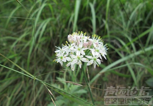 邢台马岭关 自驾游记：带孩子游邢台马岭关明代古长城，古驿道和山脊上的烽火台-34.jpeg