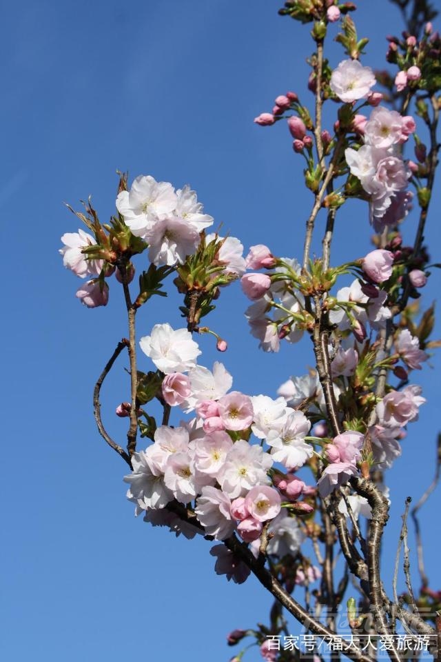 2019林芝桃花什么时候开 走马观花，藏地江南｜拉萨—林芝—波密—米堆赏花自驾游-14.jpg