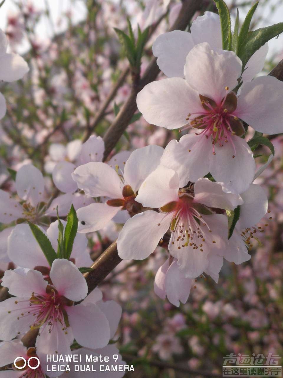 20190408_564876_1554729795444.jpg