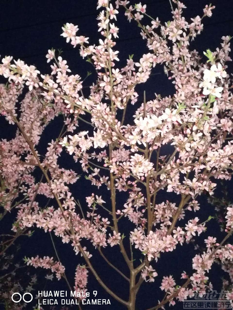 20190408_564876_1554729857741.jpg