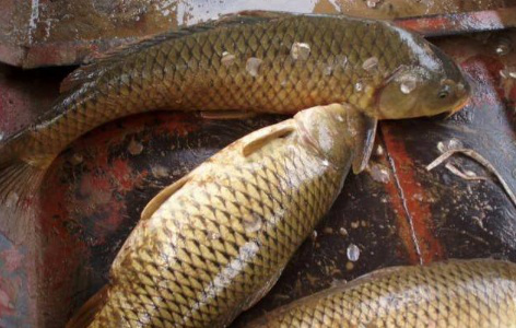 菜市场常见的鱼 菜市场买鱼时，明白人会做这3个“小动作”，保准鱼新鲜又好吃-2.jpg