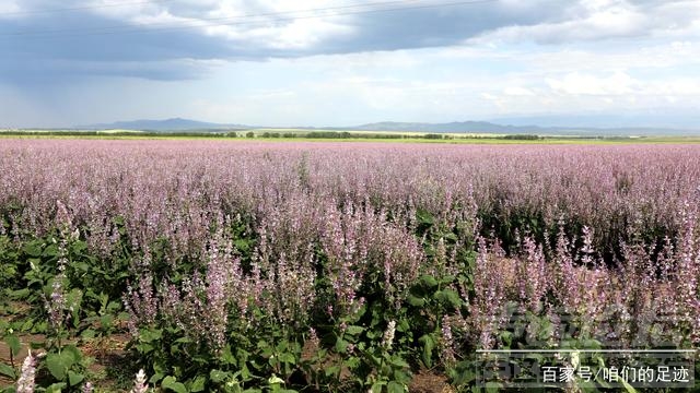 油菜花美如画 自驾游记：伊昭公路美如画，薰衣草、油菜花还有伊犁马-5.jpg