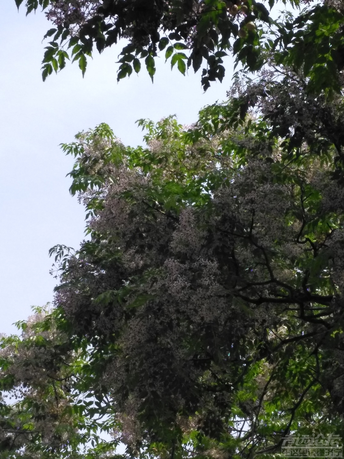 IMG_20190509_113834.jpg