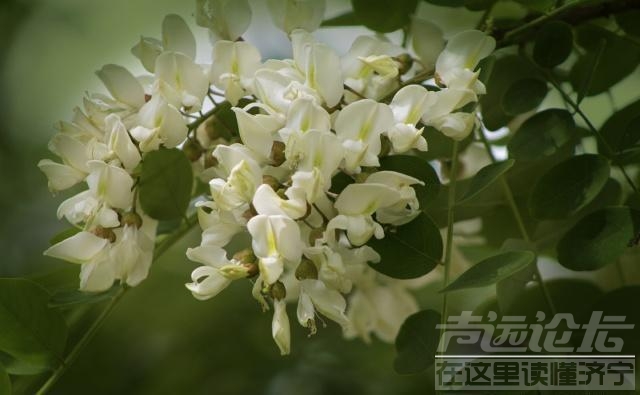 焯水冷冻的槐花怎么吃 槐花好吃但不好保存，槐花别焯水，学会这样做，一年四季照样...-2.jpg