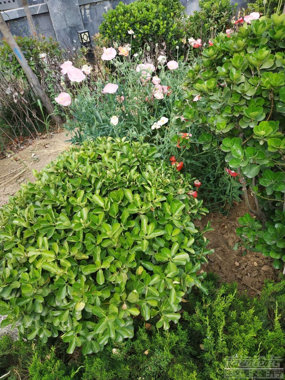 20190524_532335_1558657985124.jpg