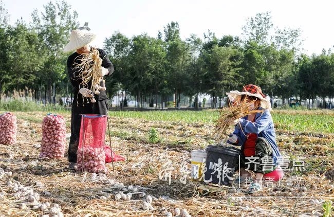 “蒜你狠”卷土重来？金乡蒜农直呼：“种少了”-2.jpeg
