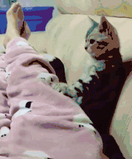 33f2472f8df7828fcc5c32186f010c13_gaitubao_264x319.gif