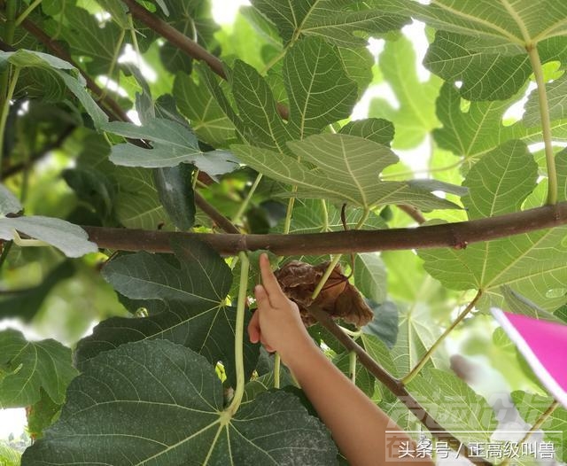 黎平双江 广东广西贵州自驾游记—D5 黔东南黎平翘街-铜仁云舍村-15.jpg