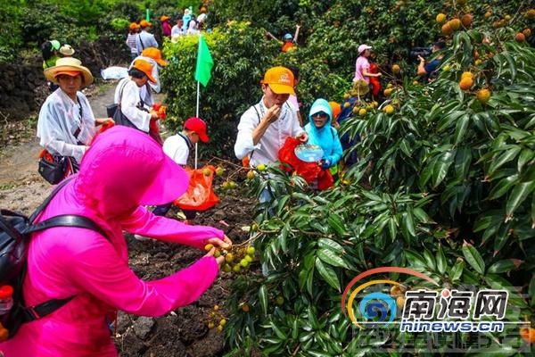 海口火山荔枝 海口火山荔枝上市！请收下这份“最全采摘宝典”-1.jpg