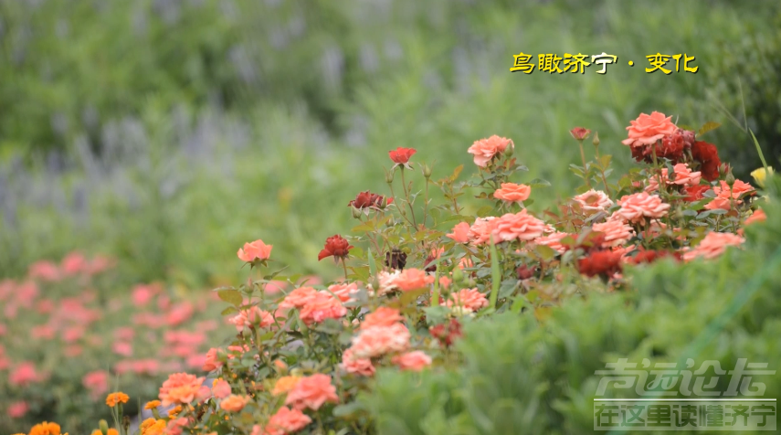 又一溜娃好去处！凤凰台植物园距开园还有92天-3.png