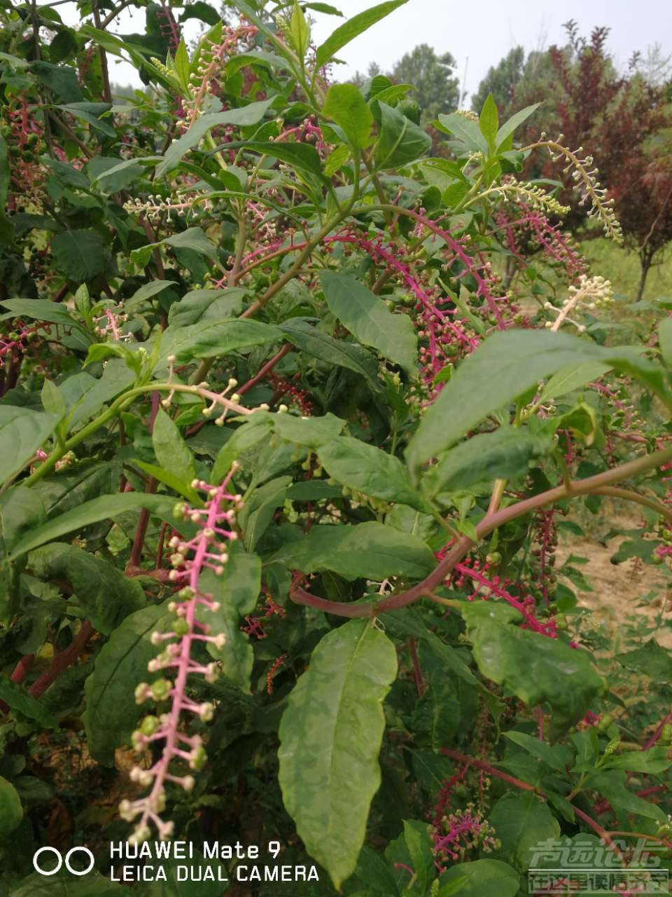20190712_564876_1562900810832.jpg