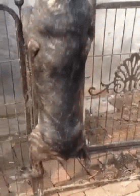201907125832751562944628194783.gif