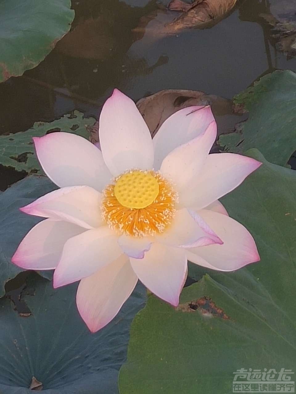 20190715_595776_1563155617732.jpg