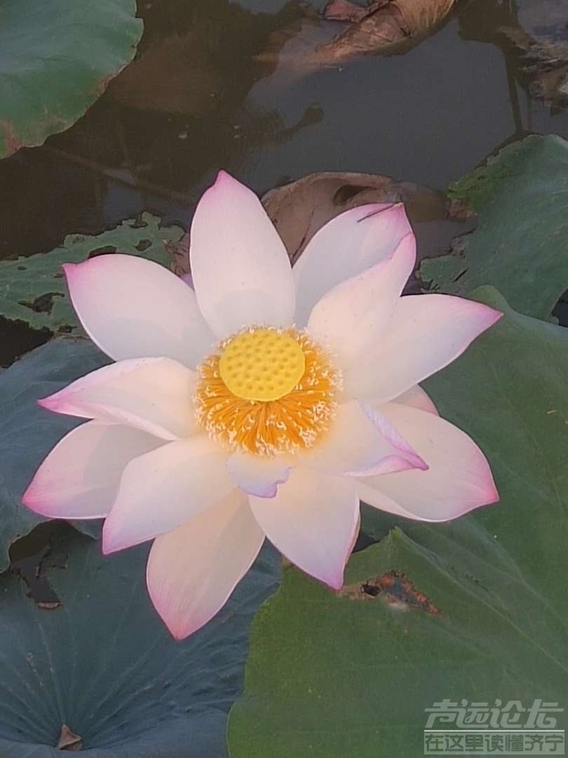 20190716_595776_1563231243654.jpg