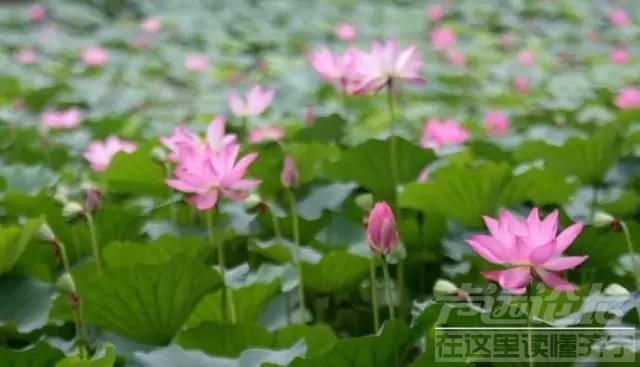 坐着游轮游览大运河风光来到南阳古镇-12.jpg