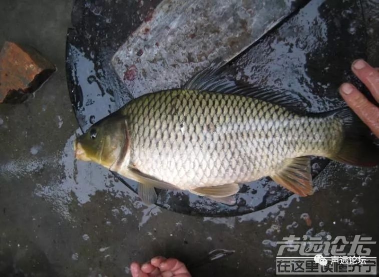 声远头条｜济宁一大批亿元项目/偷遍全国在济宁被抓/济宁男子假扮高富帅诈骗多位女子-1.jpg