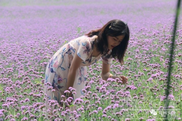 已正式开园！！向日葵、荷花池，来兖州牛楼花海彩田打卡吧！票价仅售10元！-6.jpeg