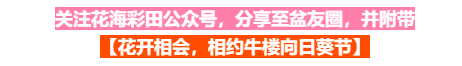 已正式开园！！向日葵、荷花池，来兖州牛楼花海彩田打卡吧！票价仅售10元！-13.png