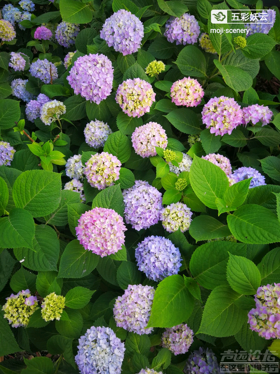 20190801_564876_1564624412653.png