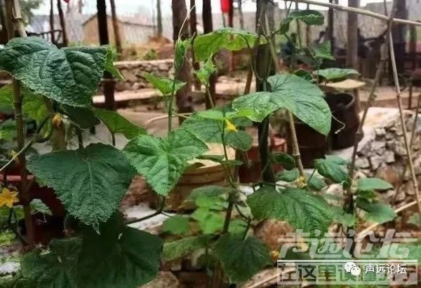 声远头条｜济宁又火了一把？/G104书院泗河大桥改建/-21.jpg