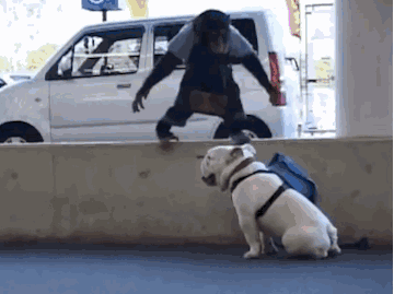 20190809_409687_1565341502947.gif