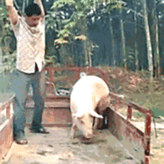 20190810_35902_1565445594092.gif