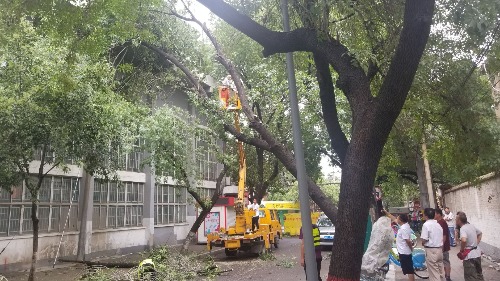 大树歪在了对面建筑上，去粉莲街请先绕行-1.jpeg