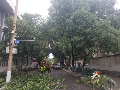 大树歪在了对面建筑上，去粉莲街请先绕行-2.jpeg