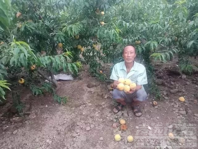 【扩散】台风过后，泗水100多亩黄金桃滞销，请大家帮帮果农！-1.jpeg