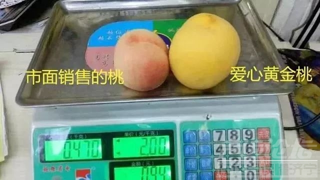 【扩散】台风过后，泗水100多亩黄金桃滞销，请大家帮帮果农！-7.jpeg