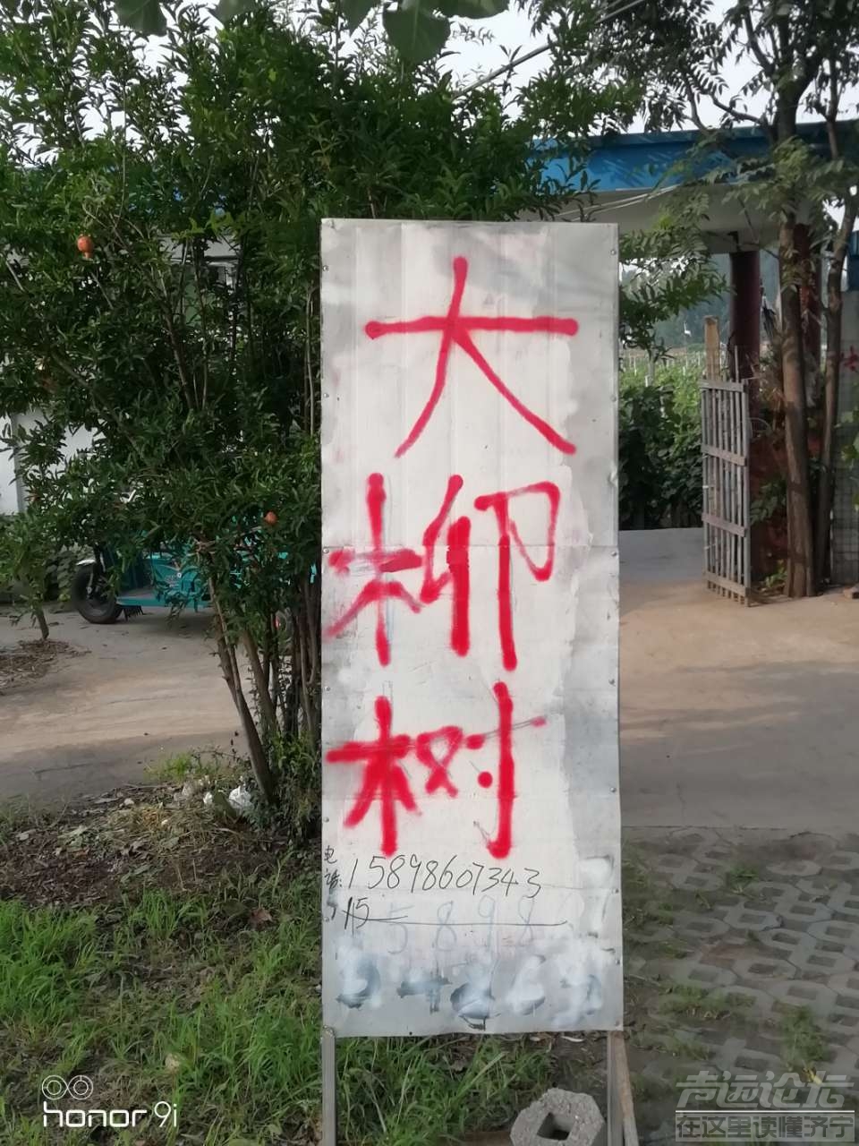 大柳树葡萄-1.jpg