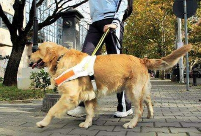 《济宁市养犬管理条例》即将施行-1.jpg