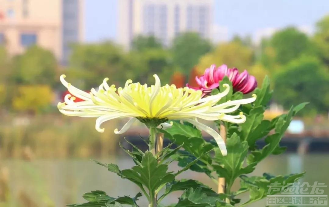 最美鲜花献祖国 高新区蓼河秋季菊展预计10月18日开幕-2.jpg