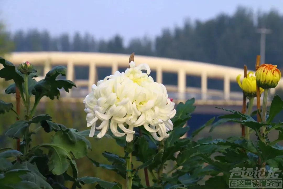 最美鲜花献祖国 高新区蓼河秋季菊展预计10月18日开幕-3.jpg