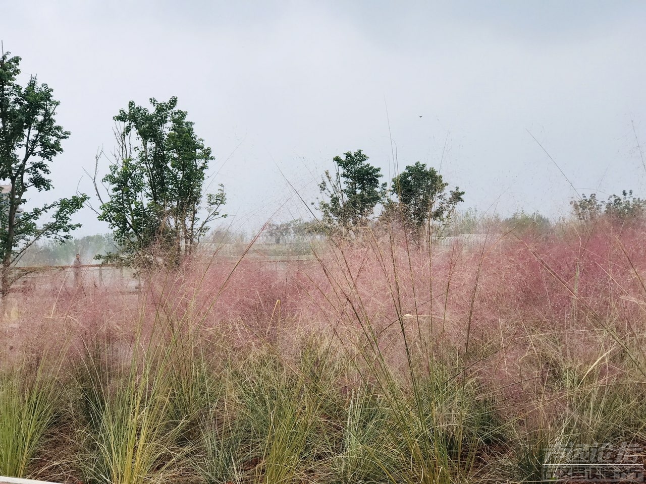 雨后植物公园-3.jpg