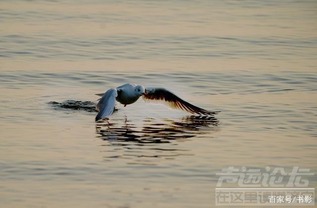 招远自驾游 自驾游到招远：吃大包子和老虎菜想到一首歌，父亲的草原母亲的河-1.jpg