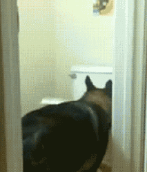 20191017_568111_1571304503664.gif