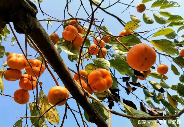 喜欢吗 大六安摄影沙龙金秋佳作选，张张精彩，您喜欢吗？-10.jpg