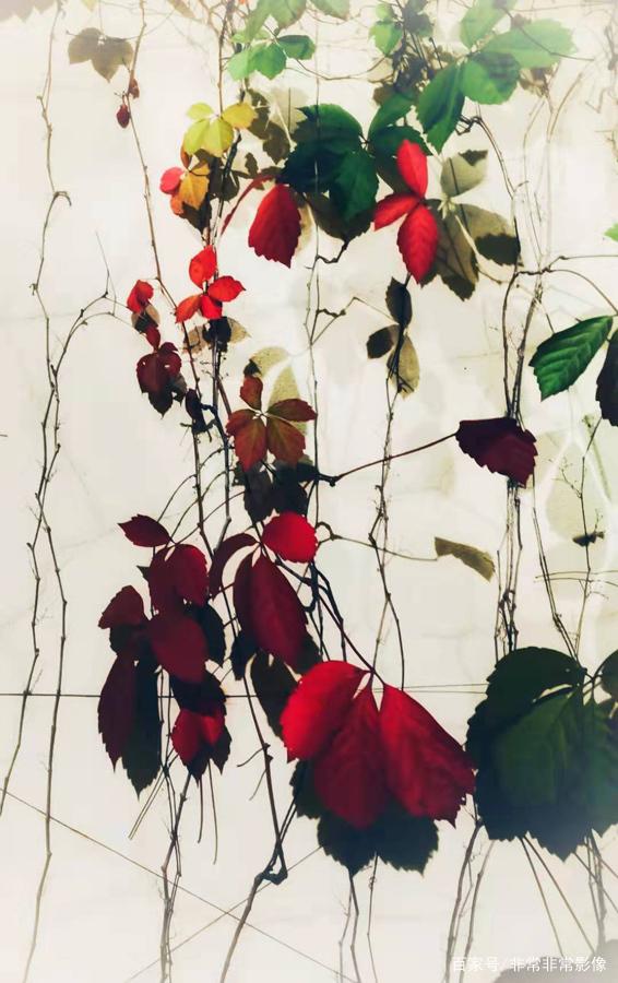 喜欢吗 大六安摄影沙龙金秋佳作选，张张精彩，您喜欢吗？-13.jpg