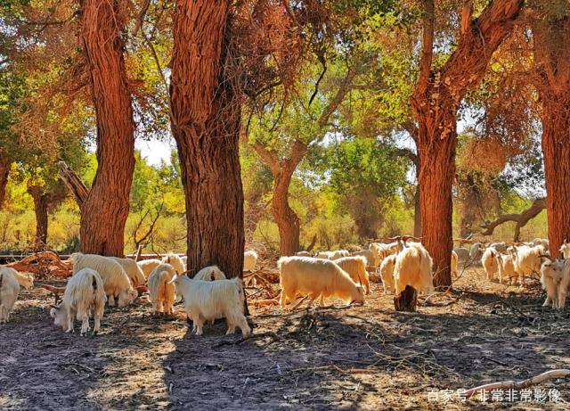 喜欢吗 大六安摄影沙龙金秋佳作选，张张精彩，您喜欢吗？-15.jpg
