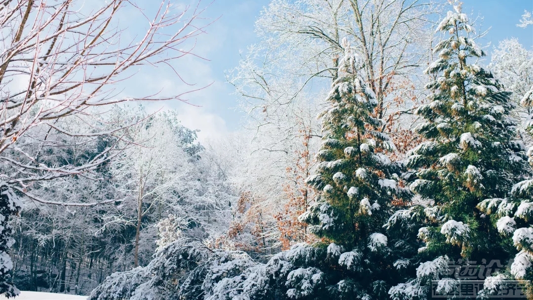 14 林海雪原.webp.jpg