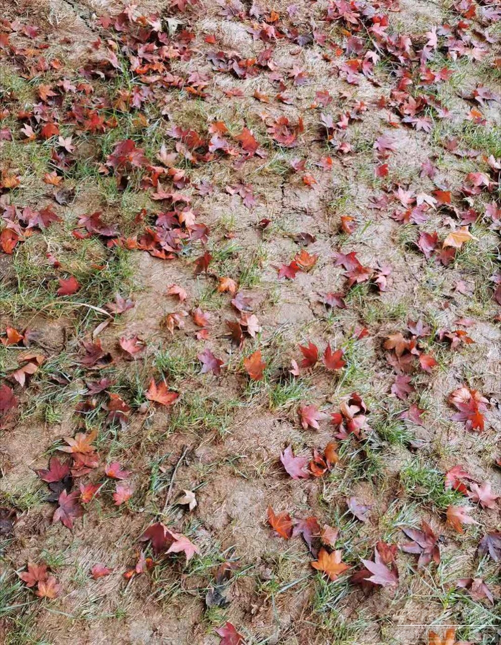 201911096022141573287561244033.jpg