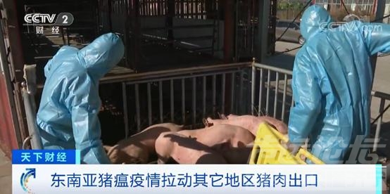 猪瘟疫情致东南亚多国猪肉供应短缺 全球猪肉贸易格局有新变化-5.jpg